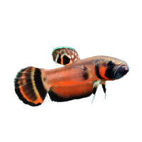 Imagem do produto Betta Pavão